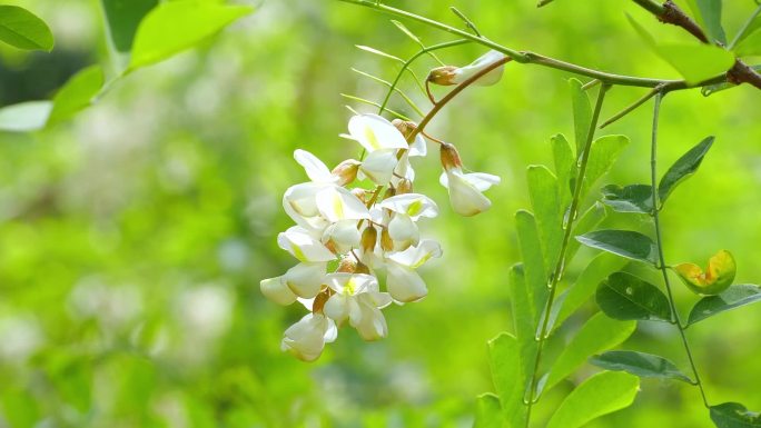 槐花微距特写镜头