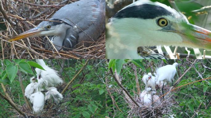 鹭孵化喂养小鸟自然生态