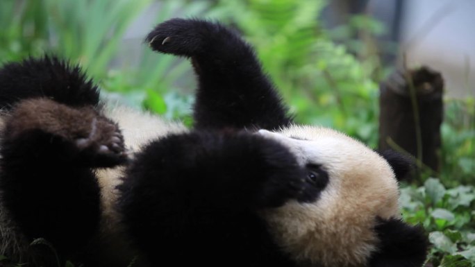 大熊猫吃竹子休息