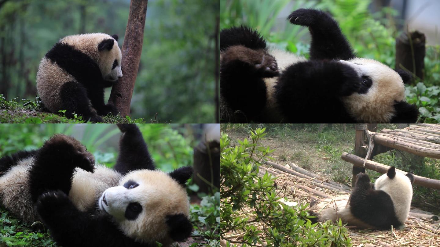 大熊猫吃竹子休息