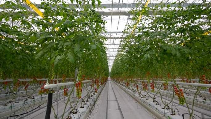 现代化温室种植番茄蔬菜种植展示
