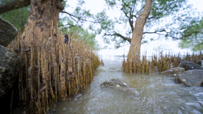 深圳湾红树林
