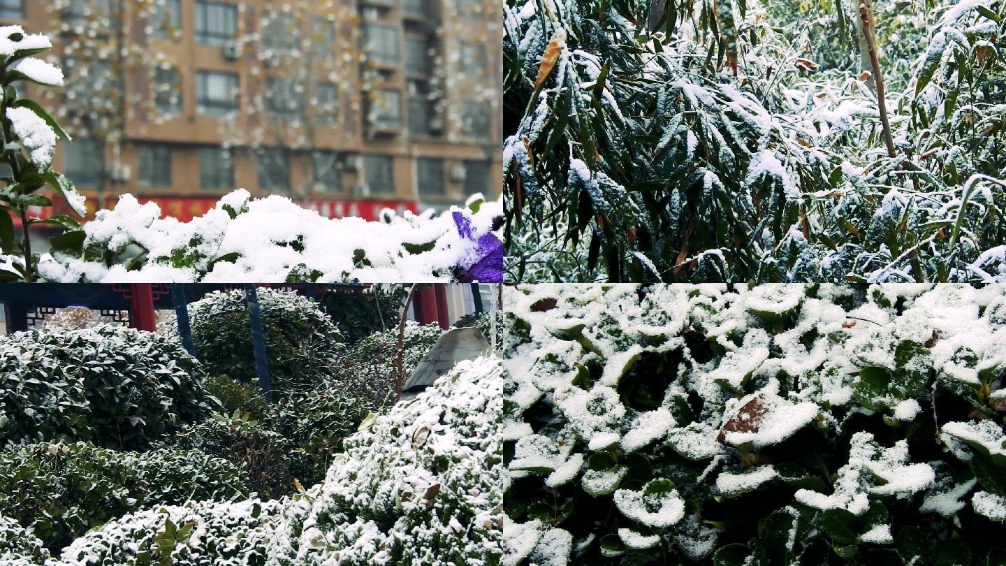 实拍冬季雪景视频