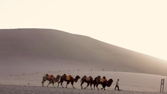 敦煌夕阳下沙漠骆驼游客及牵骆驼的老人