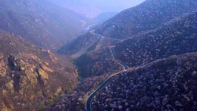 北京门头沟妙峰山春季桃花