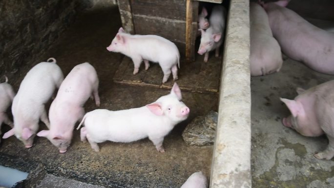 农村农民家里的经济产业养殖的猪崽