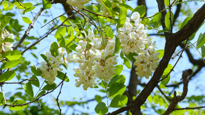 一组槐花镜头