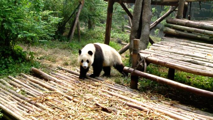 大熊猫动物园人文旅游成都