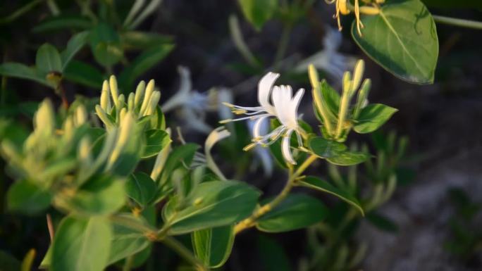 金银花采摘 金银花茶种植