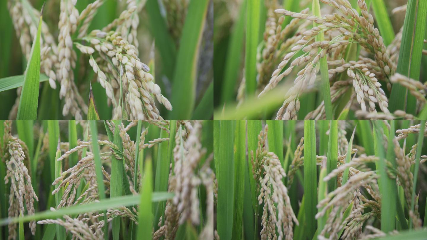 沉甸甸的水稻