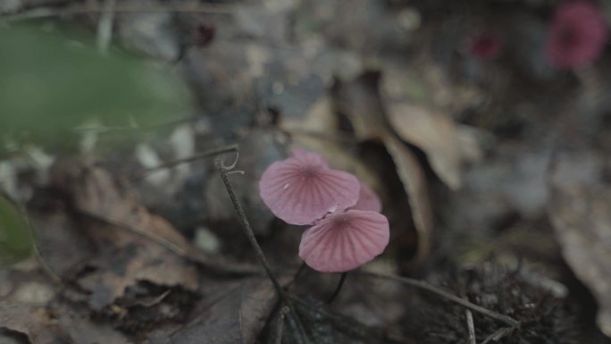 野菌蘑菇丛林高山泥土杂草潮湿