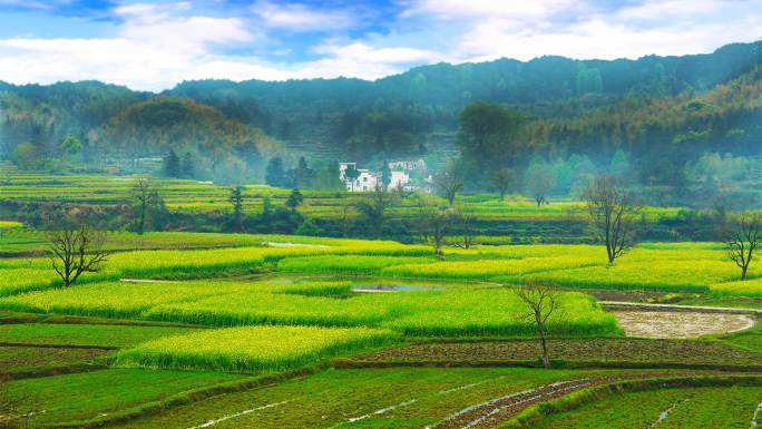 油菜花稻田远山人家背景