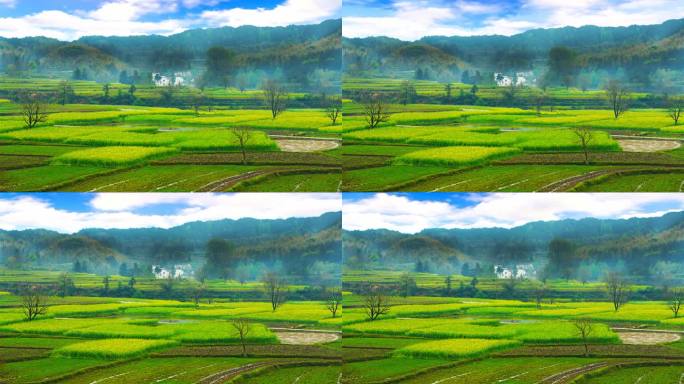 油菜花稻田远山人家背景