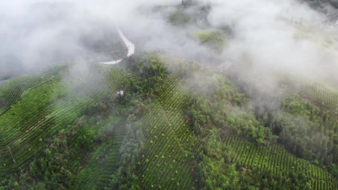 高山生态茶园云雾飘过