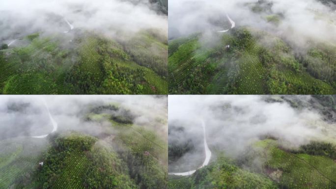 高山生态茶园云雾飘过