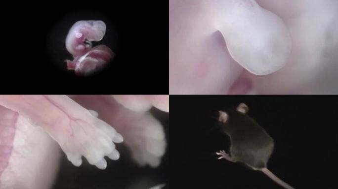 老鼠胚胎发育到出生（生命科学实验室）