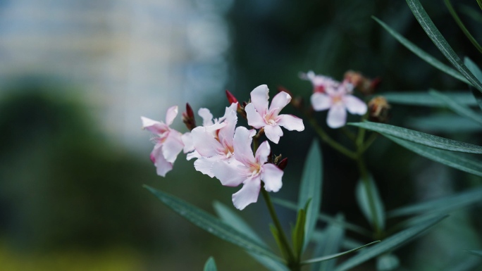 花朵花儿夹竹桃