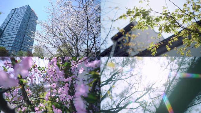 春天春日实景拍摄
