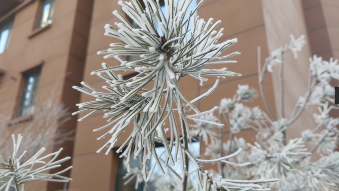 霜-植物结霜