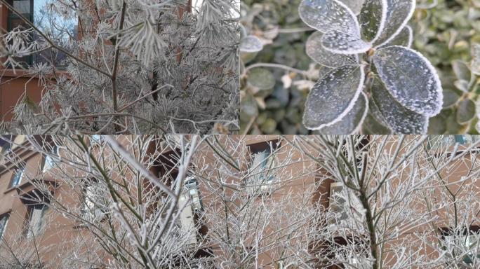 霜-植物结霜