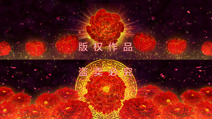 4K中国红牡丹盛开超宽视频素材