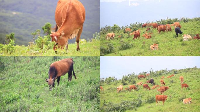 黄牛畜牧业生态放牛绿色实拍