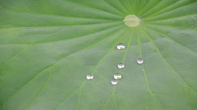 雨中荷塘