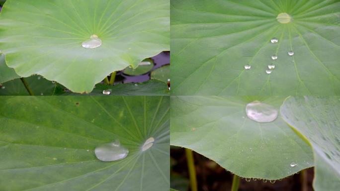 雨中荷塘