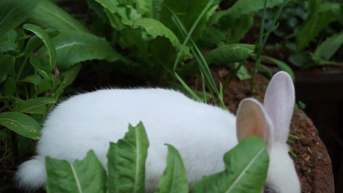 9264 兔子小白兔