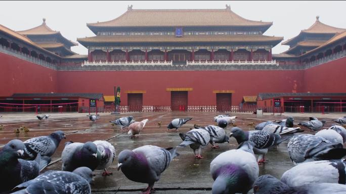 北京故宫午门鸽子麻雀进食休息飞翔
