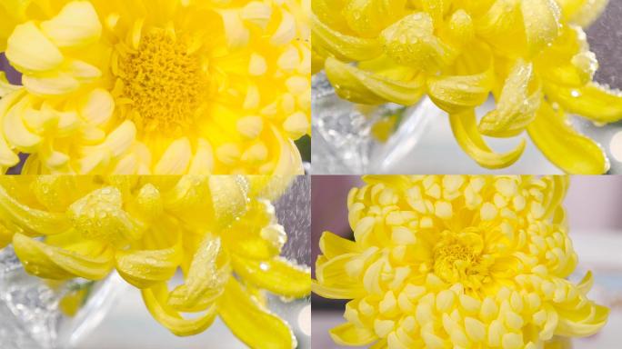 新鲜大黄菊