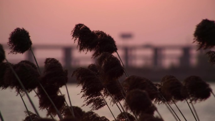 大运河芦苇落日轮船浪花唯美时间