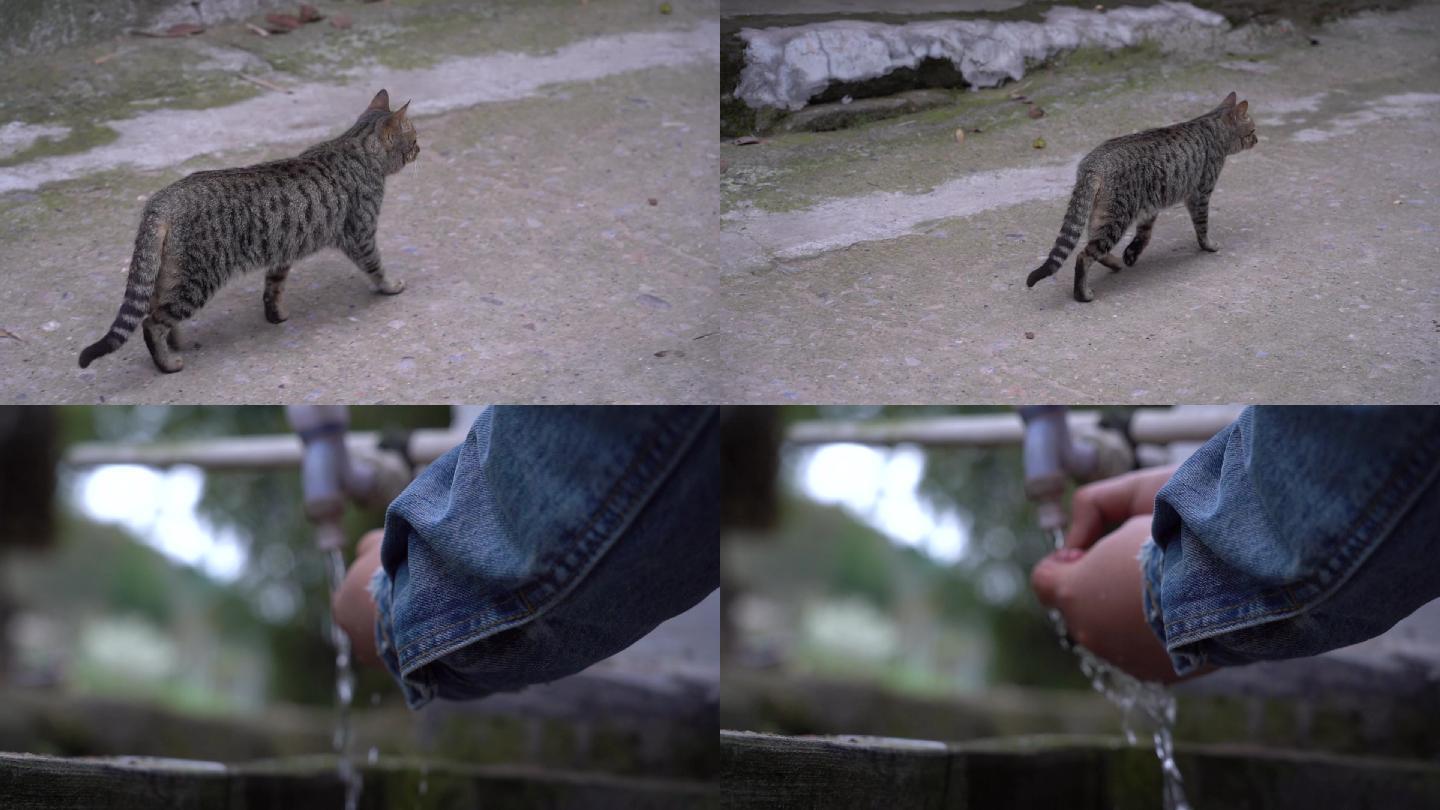 升格拍摄洗手和游荡的猫