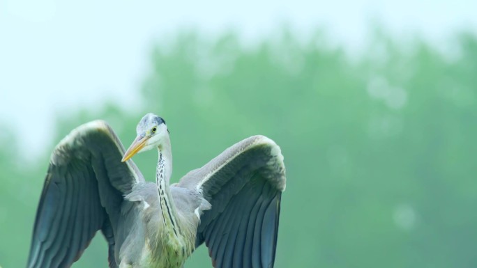 唯美苍鹭鸟类自然生态