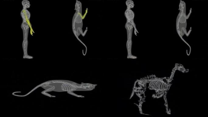 人和动物骨骼对比（动物进化论证据）