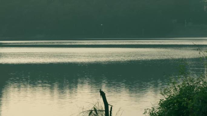 一只白鹭掠过平静的湖面