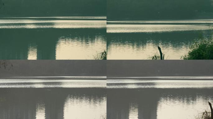 一只白鹭掠过平静的湖面