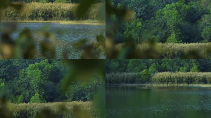 湖边的树林和芦苇镜头一组