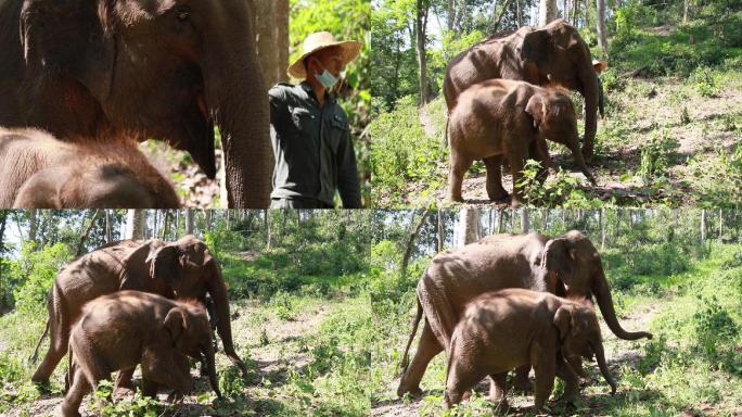 亚洲象高清视频素材