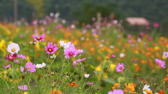 花圃