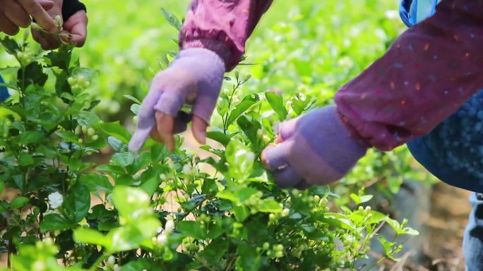 横县茉莉花摘花