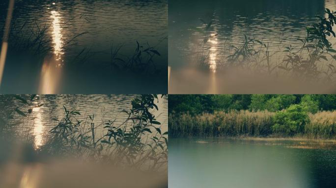 湖边的草木光影镜头