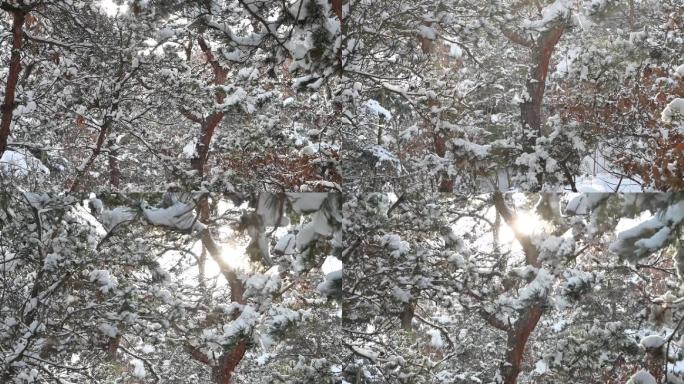 雪天的松树林里松树积雪