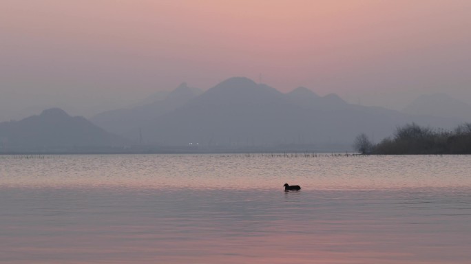 夕阳下湖面的小野鸭