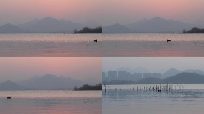 夕阳下湖面的小野鸭