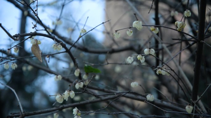 腊梅梅花绽放