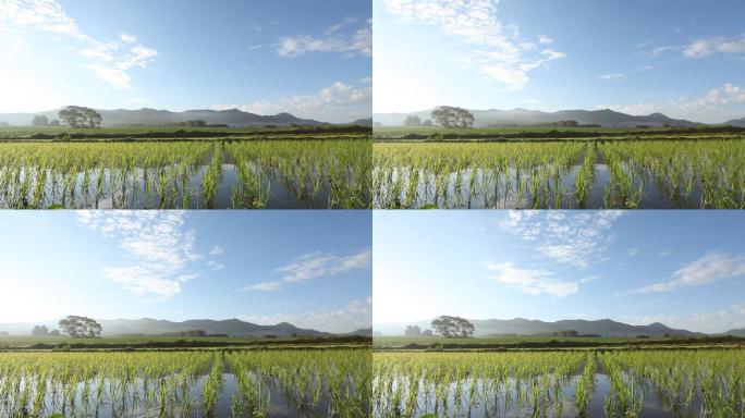 乡间水稻