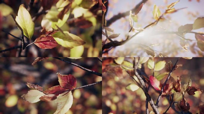 秋天的树6个镜头