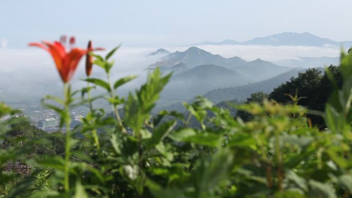 山花烂漫云雾山顶