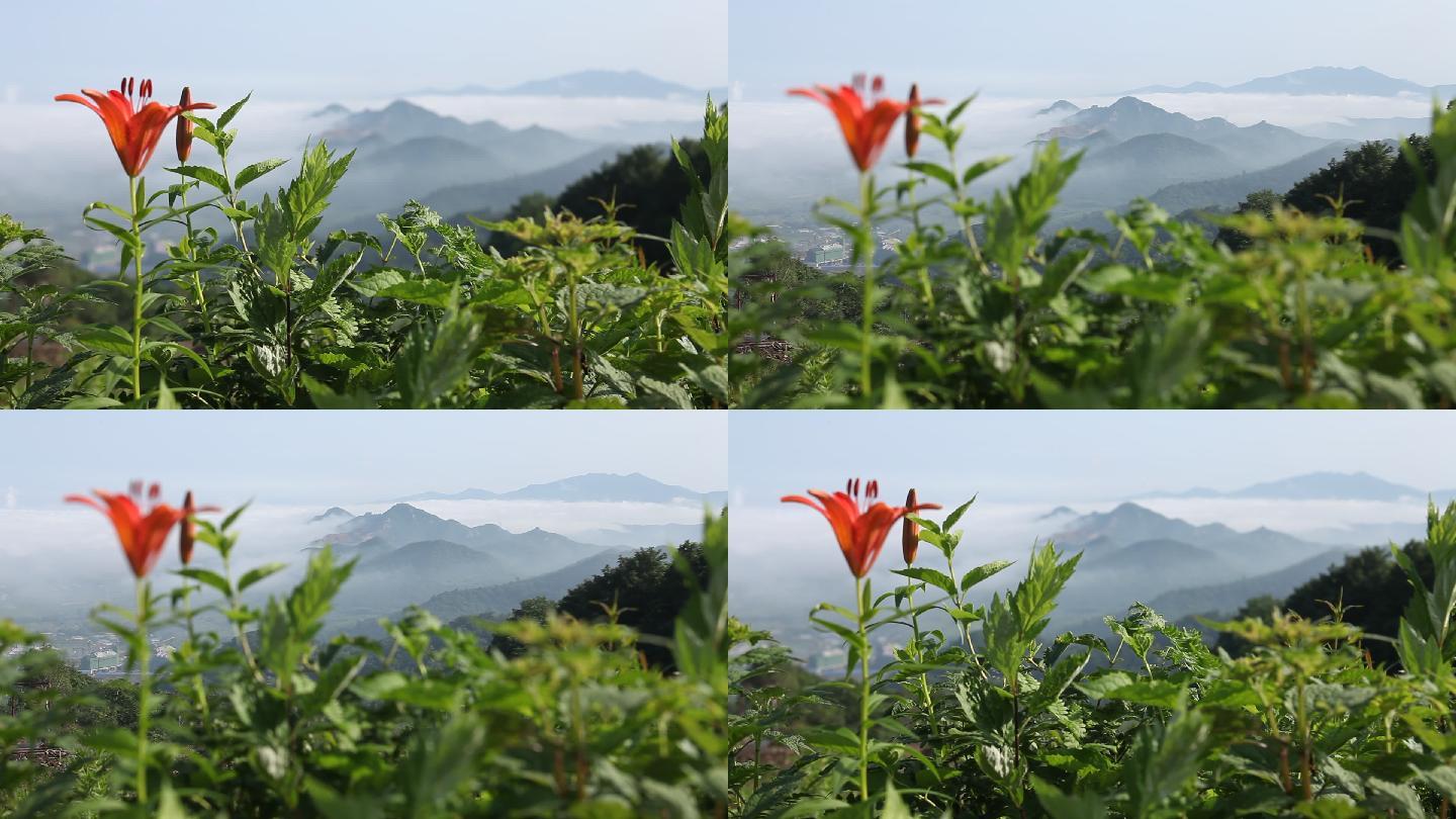 山花烂漫云雾山顶